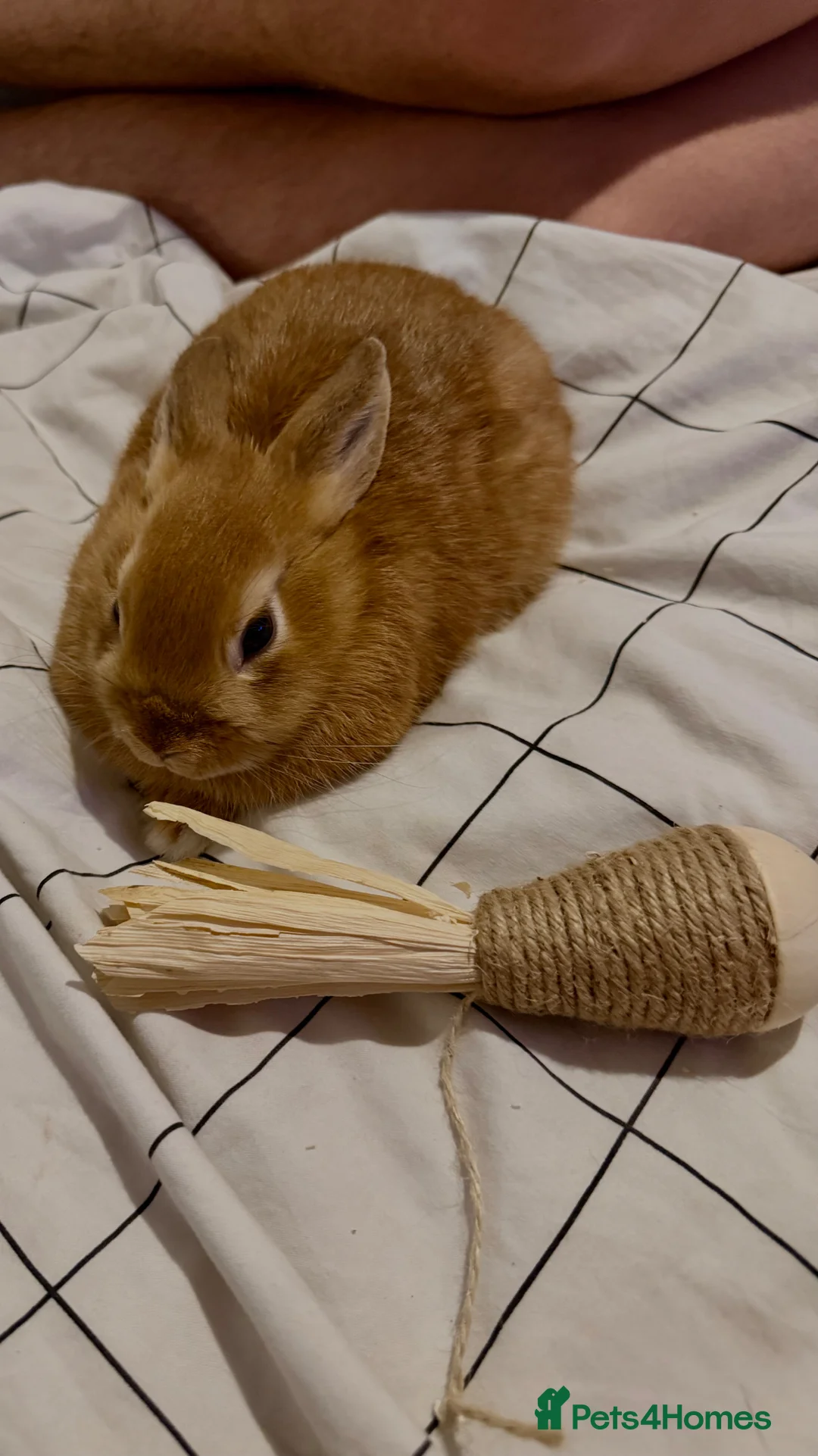 Mixed Breed rabbits for sale: Mixed Breed Female Rabbit ( 2 months old )  in Portsmouth - Advert 1
