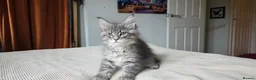 Maine Coon cats for sale: Maine coon kitten  - Advert 13