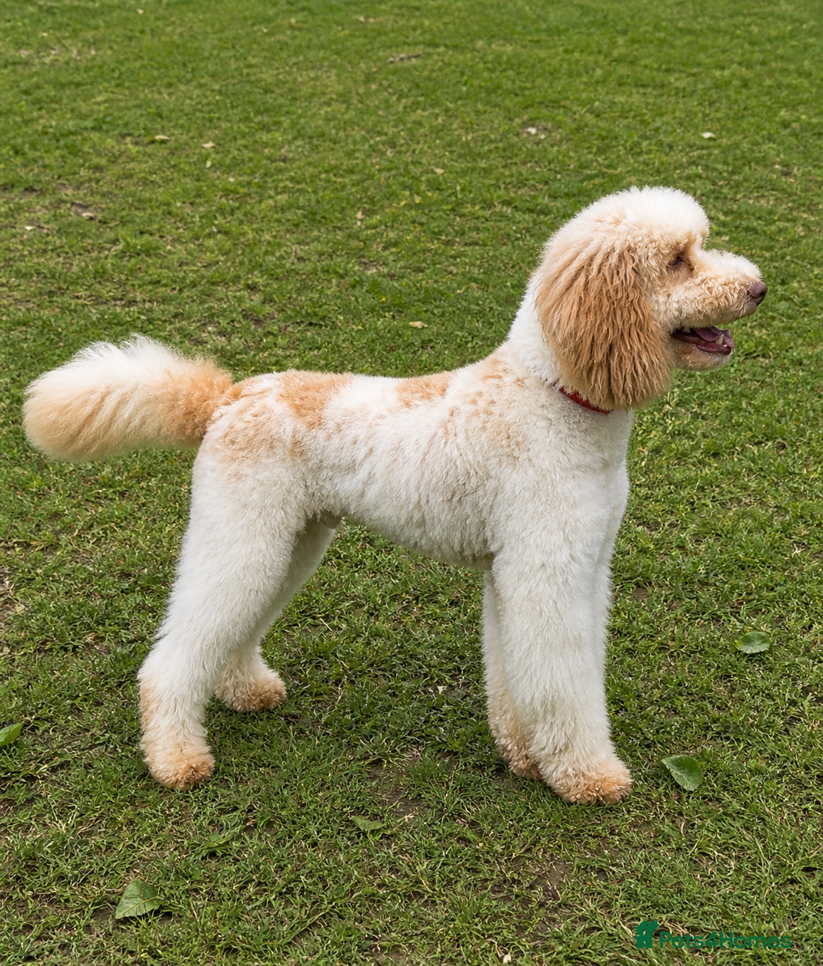 Poodle dogs Professional Stud Service - Advert 4