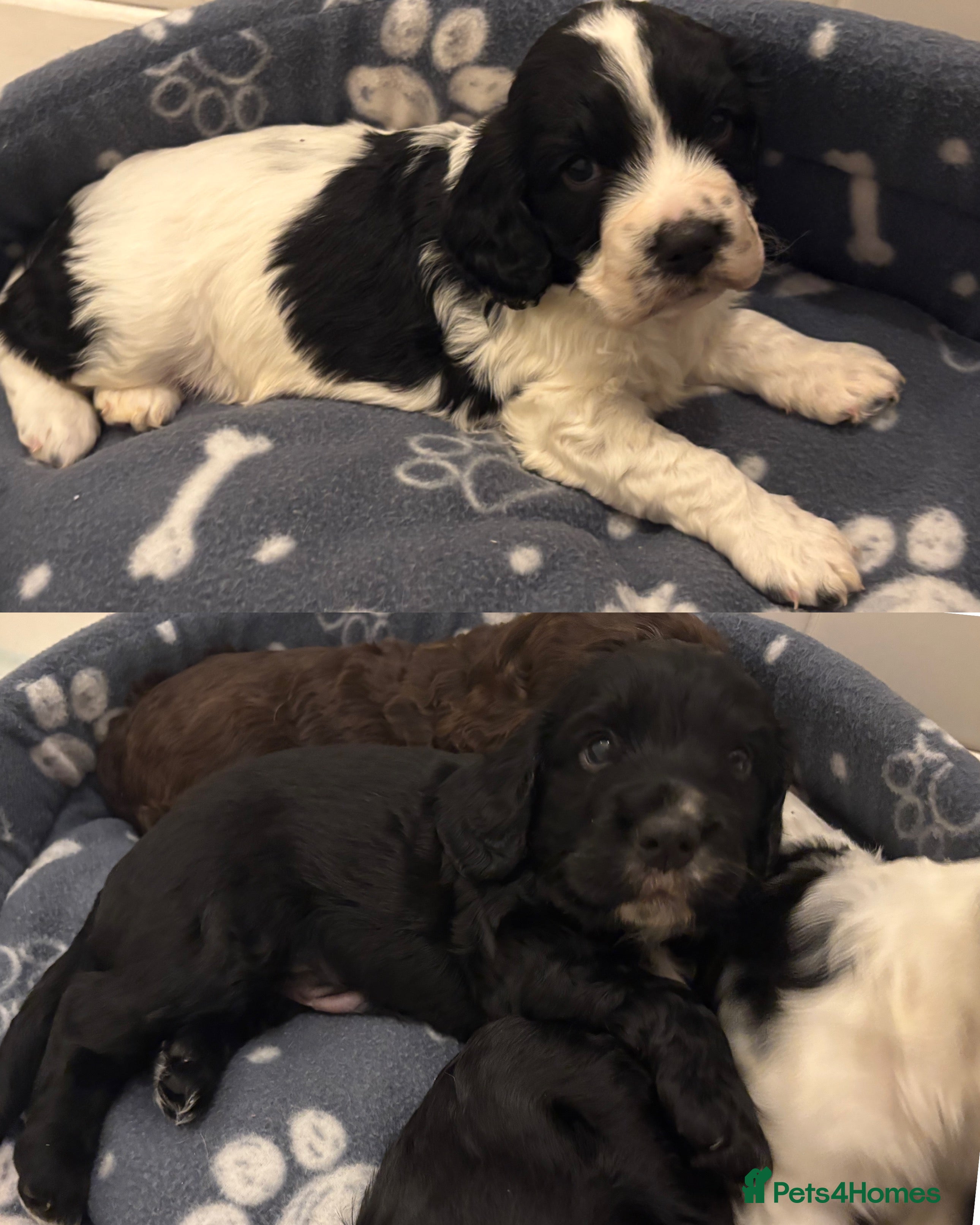 Cocker Spaniel dogs ⭐️Cocker spaniel puppy’s⭐️ - Advert 16