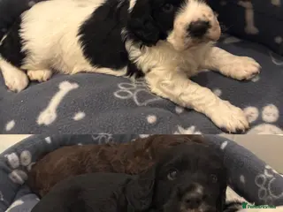 Cocker Spaniel dogs ⭐️Cocker spaniel puppy’s⭐️ - Advert 16