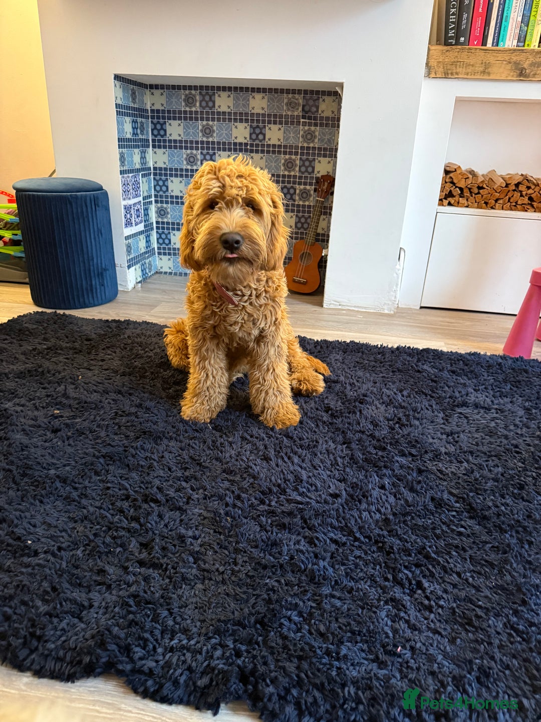 Mixed Breed dogs for sale: Female miniature Golden Doodle  - Image 4