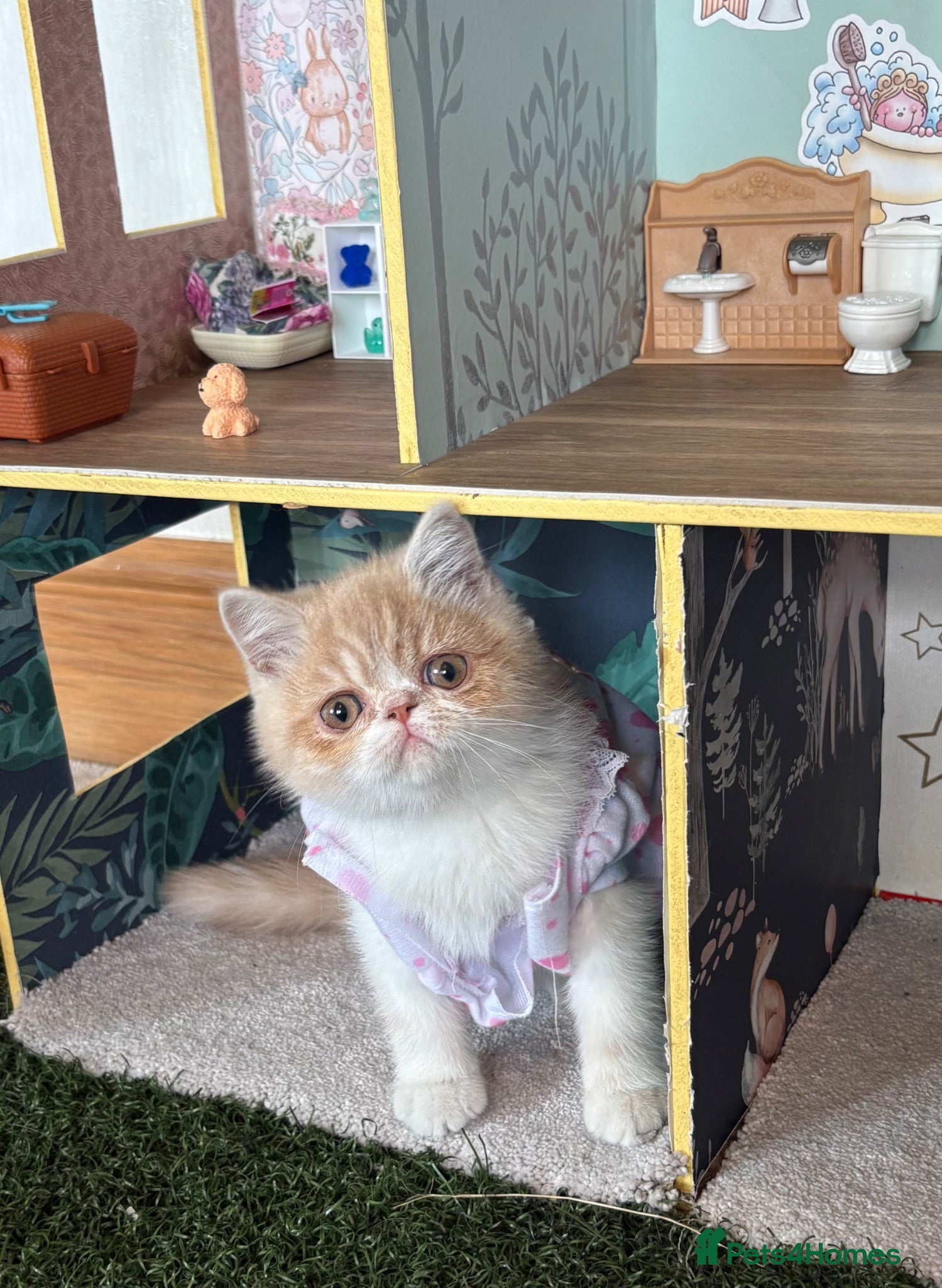 Exotic cats Beautiful Exotic cream & white female - Advert 1