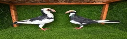 Pigeons birds for sale: Beautiful Quality Pigeons Healthy & Well Cared For - Advert 26