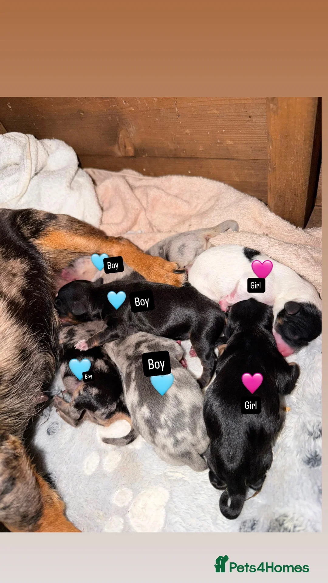 Dachshund dogs for sale: Dachshund puppies looking for a place to call home - Advert 1
