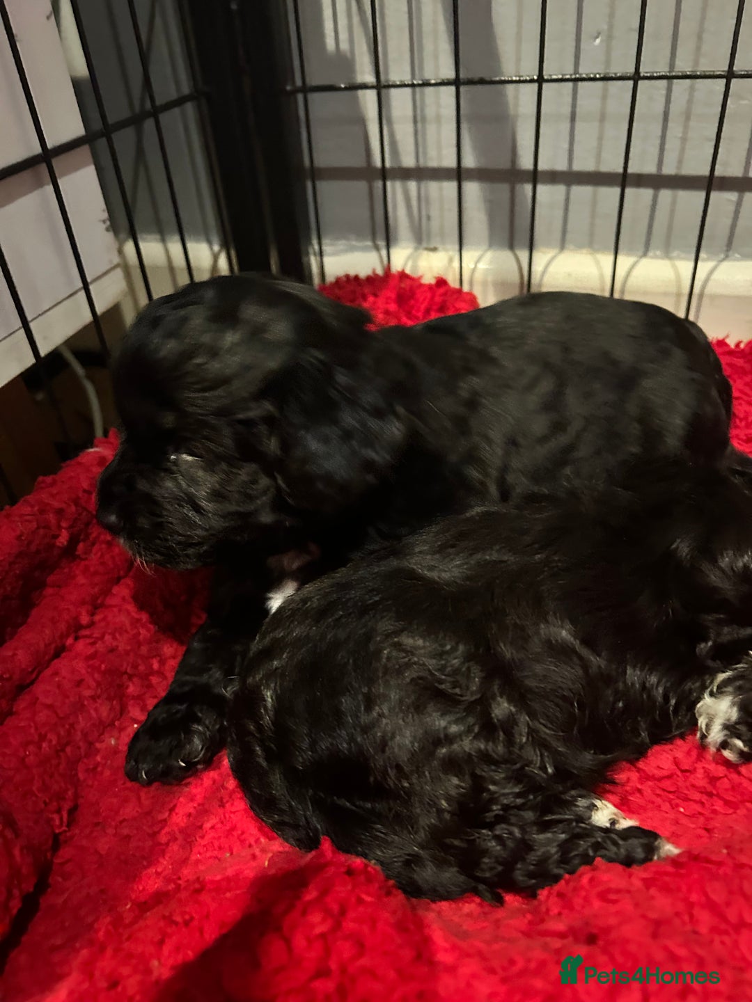 Shihpoo dogs for sale: 2 Male Stunning Shihpoo x Sproodle pups - Advert 4