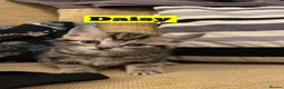 Mixed Breed cats for sale: Tabby/Tortoiseshell/Cross Ragdoll Kittens - Advert 5