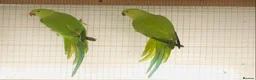 Ringnecks birds for sale: Beautiful hand tamed ringneck parrots for sale. - Advert 13