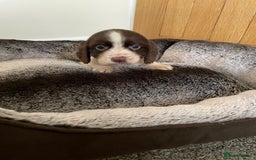 Cocker Spaniel dogs for sale: Cocker spaniel puppies  - Image 23