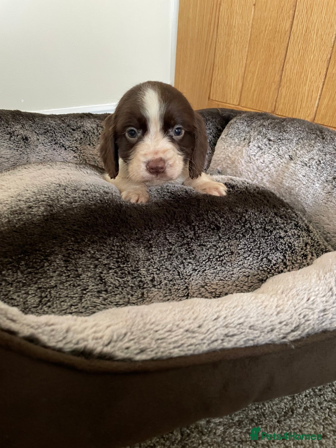 Cocker Spaniel dogs for sale: Cocker spaniel puppies  - Image 23