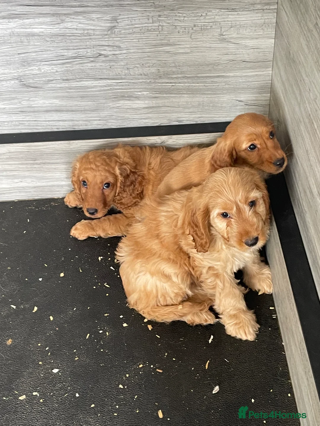 Cockapoo dogs for sale: Cockapoo Pups - Advert 10