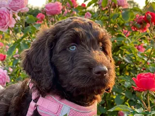 Newfypoo dogs NEWFOUNDLAND x STANDARD POODLE….NEWFYPOO PUPPIES - Advert 17