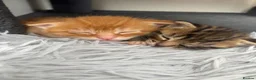 Mixed Breed cats for sale: Kittens  - Advert 10