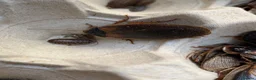 Cockroaches invertebrates for sale: Dubia Roaches, All Sizes, Excellent Feeder Insects in Bridport - Advert 4