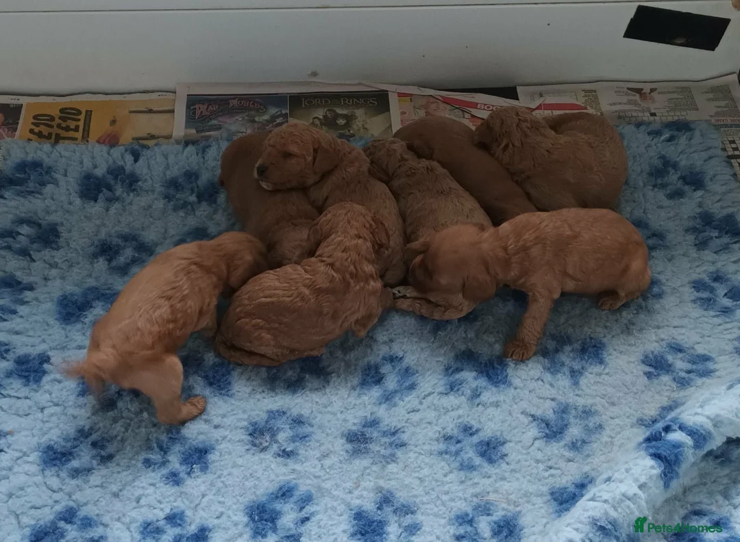 Labradoodle dogs for sale: GOLD F1b LABRADOODLE BOYS FROM 5* LICENCED BREEDER - Advert 2