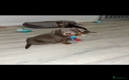 Dachshund dogs for sale: Dachshund puppies ready to leave !  - Image 3
