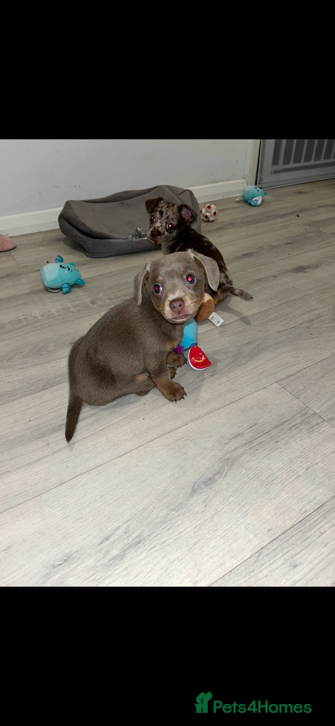 Dachshund dogs for sale: Dachshund puppies ready to leave !  - Image 3