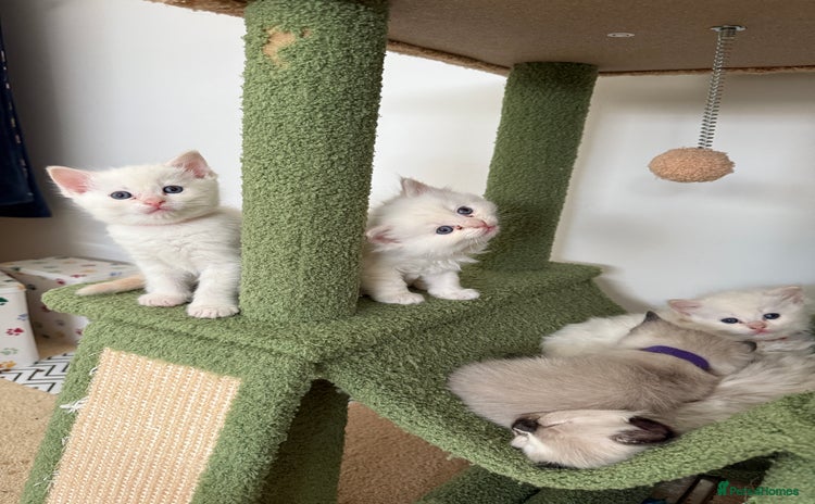 Ragdoll cats - Advert 1
