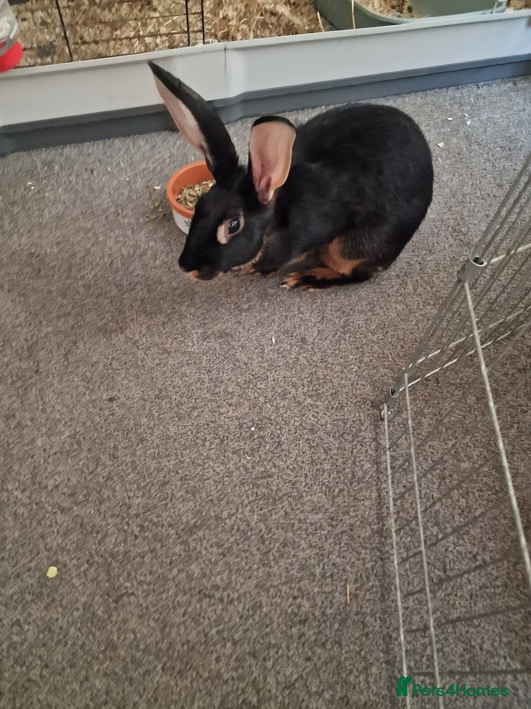 Belgian Hares rabbits for sale: Beautiful Belgian hare needing a new home  - Image 2