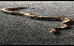 Python Snake reptiles for sale: Royal python and Viv  - Image 1