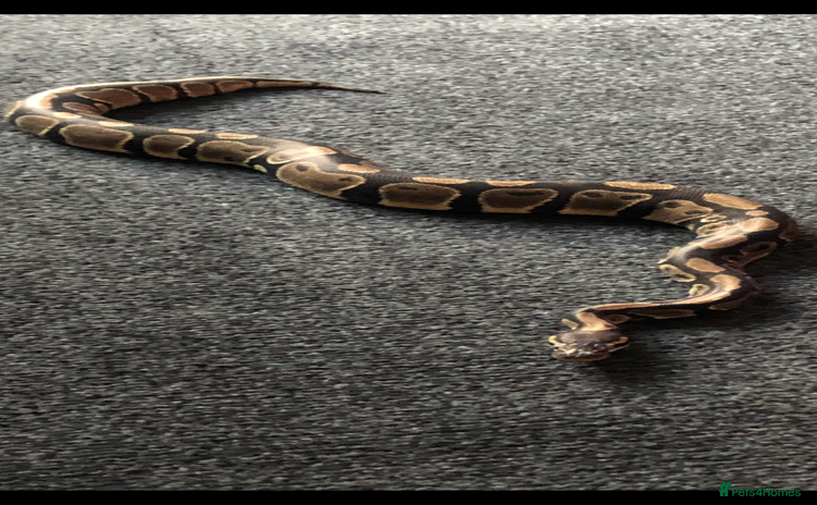 Python Snake reptiles - Advert 1