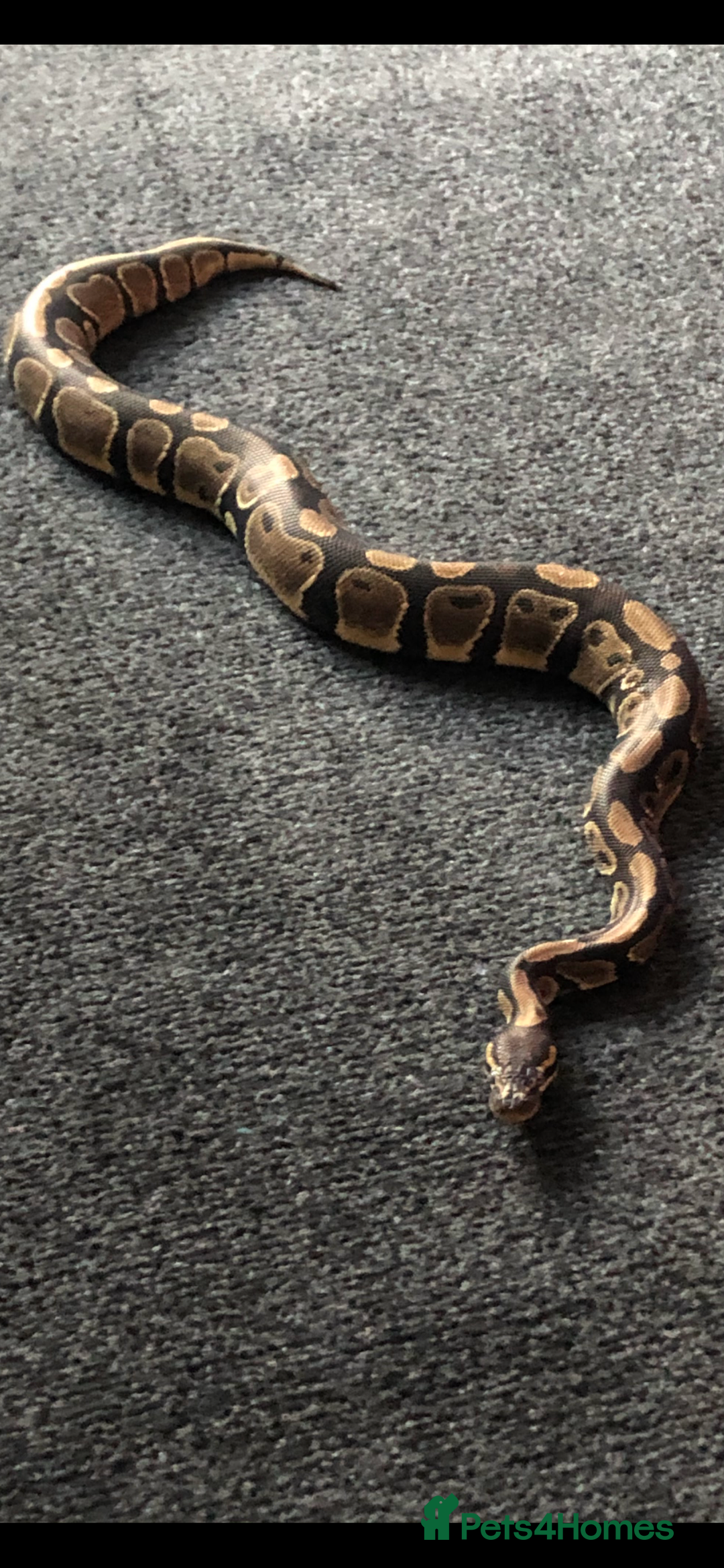 Python Snake reptiles for sale: Royal python and Viv  - Image 1