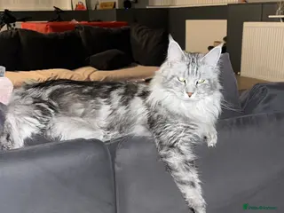 Maine Coon cats Maine coon cross - Advert 1