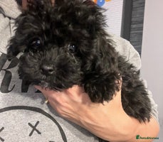Yorkiepoo dogs Ready now last, perfect tiny beautiful Yorkipoo - Advert 2