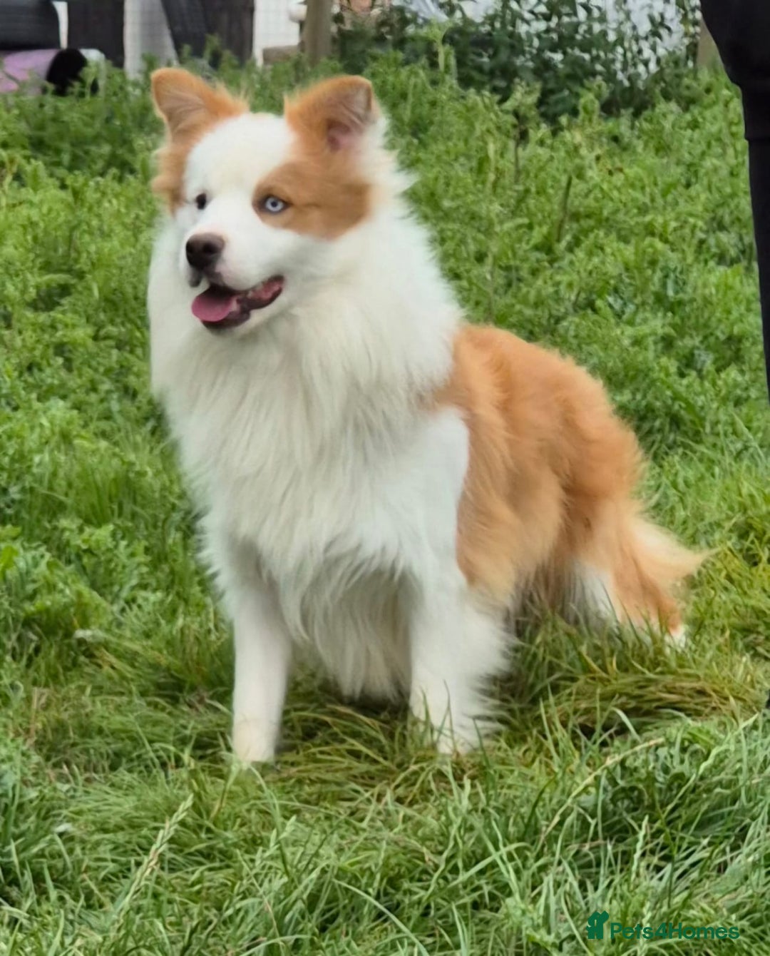 Border Collie dogs for sale: Border Collie Puppies in Wisbech - Image 7