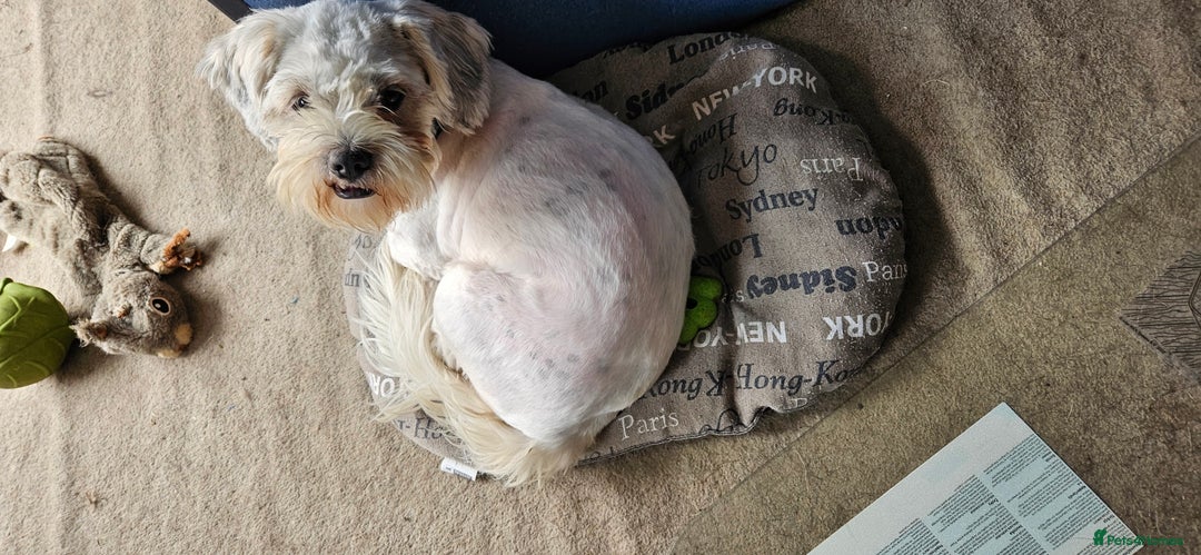 Mixed Breed dogs for adoption: Tiny Toby in Northampton - Image 11