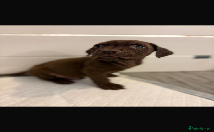 Cane Corso dogs - Advert 16
