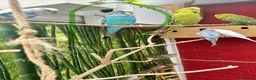 Budgerigars birds for sale: Budgie  in Ashford - Advert 2