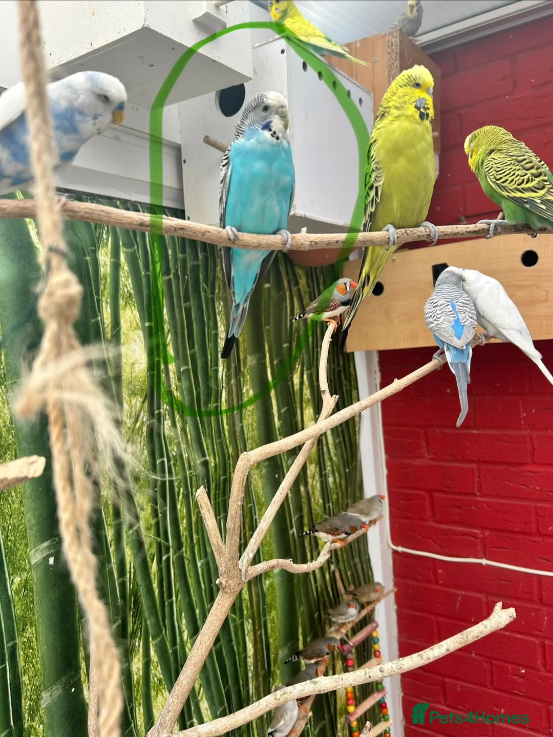 Budgerigars birds for sale: Budgie  in Ashford - Advert 2