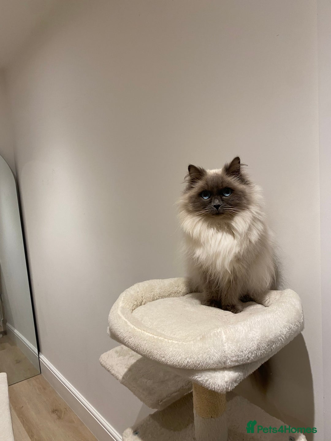 Ragdoll cats for sale: Ragdoll female looking for her forever home - Advert 4