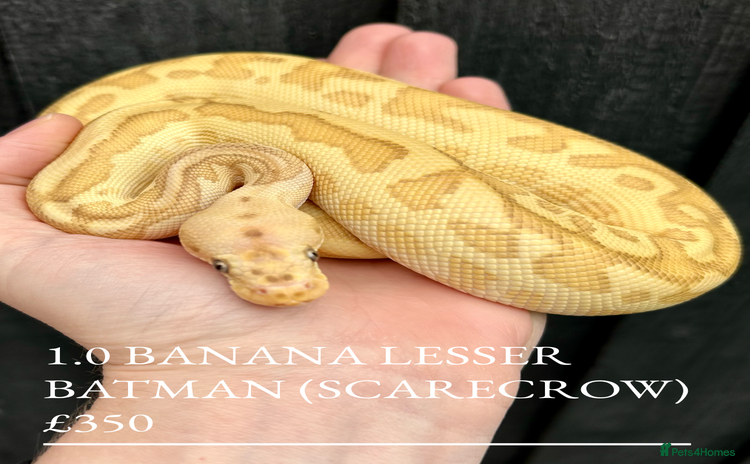 Python Snake reptiles - Advert 8
