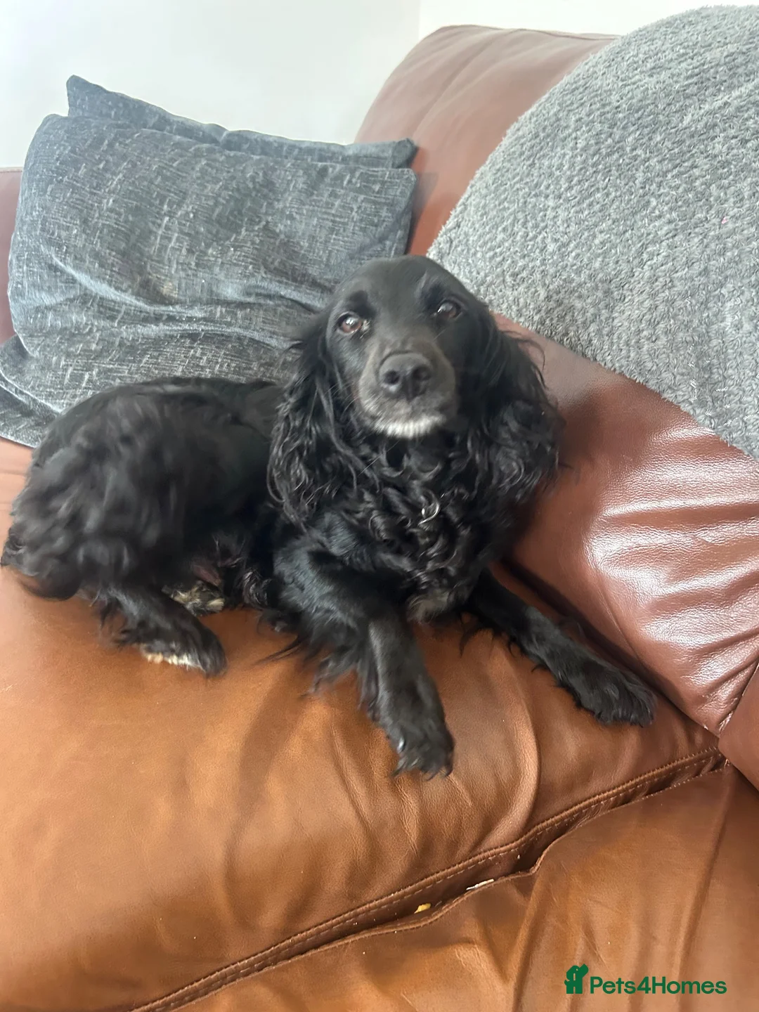 Cocker Spaniel dogs for sale: Cocker spaniel puppies  - Advert 1