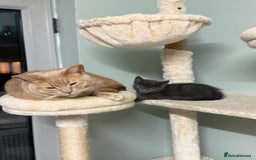 Mixed Breed cats for sale: Fluffy kittens looking for their forever homes  - Image 8