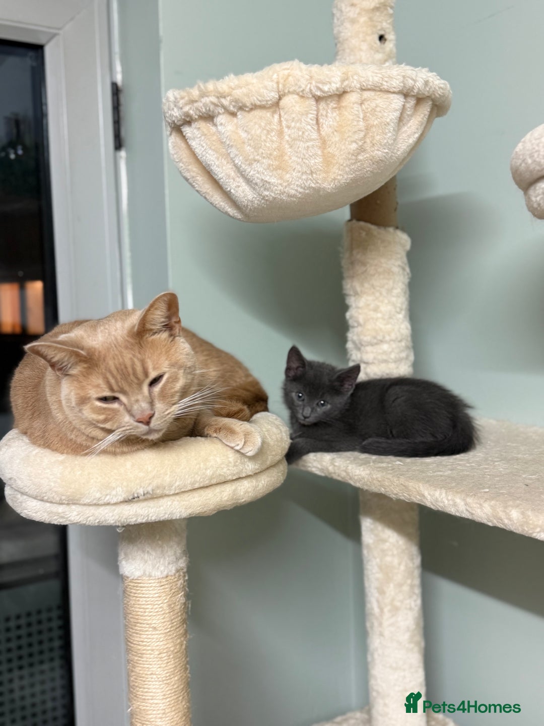 Mixed Breed cats for sale: Fluffy kittens looking for their forever homes  - Image 8