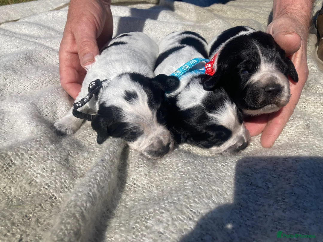 Cocker Spaniel dogs for sale: Pedigree Roan Cocker Spaniel puppies - 3 boys left - Advert 39
