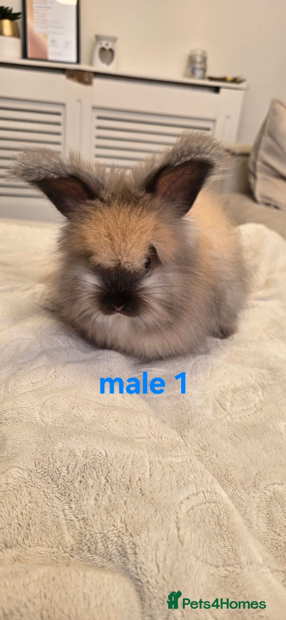 Angora rabbits 🐰English angora babies ready now🐰 - Advert 3