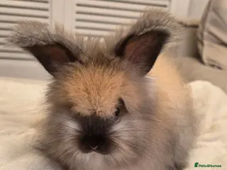 Angora rabbits 🐰English angora babies ready now🐰 - Advert 3