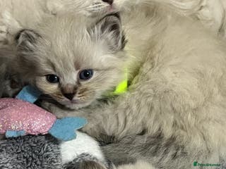 Siberian cats 💎💎GCCF Siberian Neva Masquerade Kittens💎💎 - Advert 2