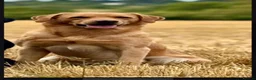 Labrador Retriever dogs for sale: FTCH CHAMPION🏆 KC HEALTH TESTED STAR STUDED PED⭐️ in Lewes - Advert 23