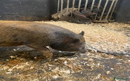 Pig livestock for sale: Julianna x kunekune piglets - Image 5