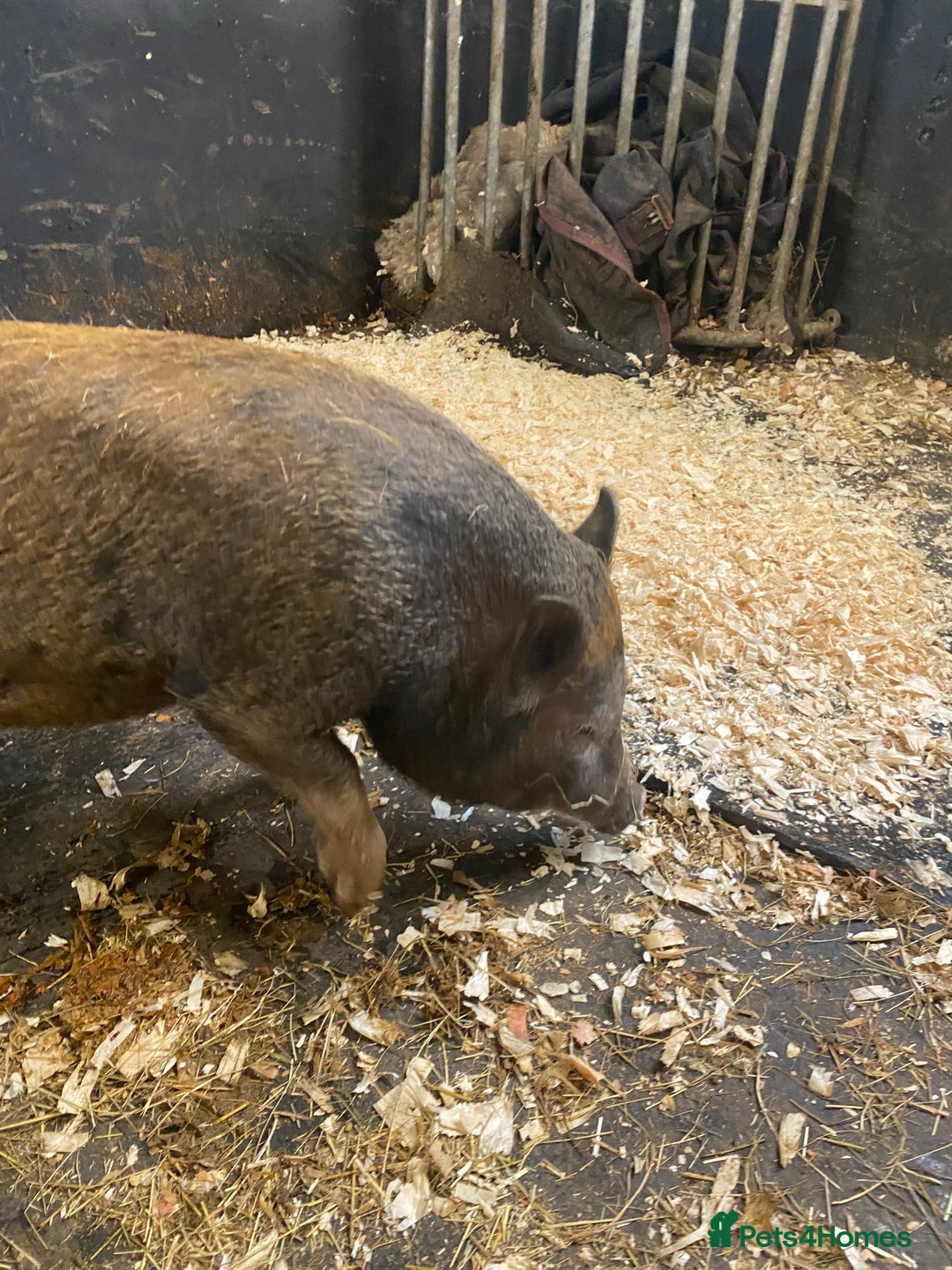 Pig livestock for sale: Julianna x kunekune piglets - Image 5