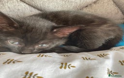 Domestic Shorthair cats for sale: Male black kittens  in Worthing - Image 3