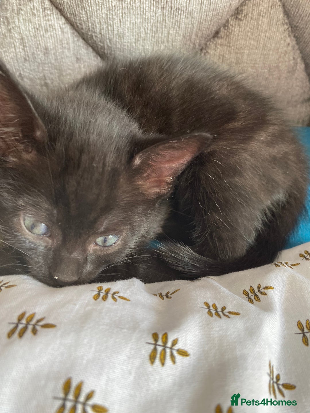 Domestic Shorthair cats for sale: Male black kittens  in Worthing - Image 3