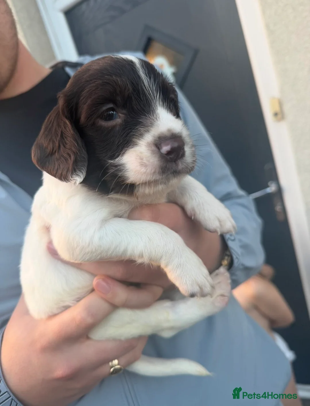 Sprocker dogs for sale: Sprockers  in Sutton-in-Ashfield - Advert 4