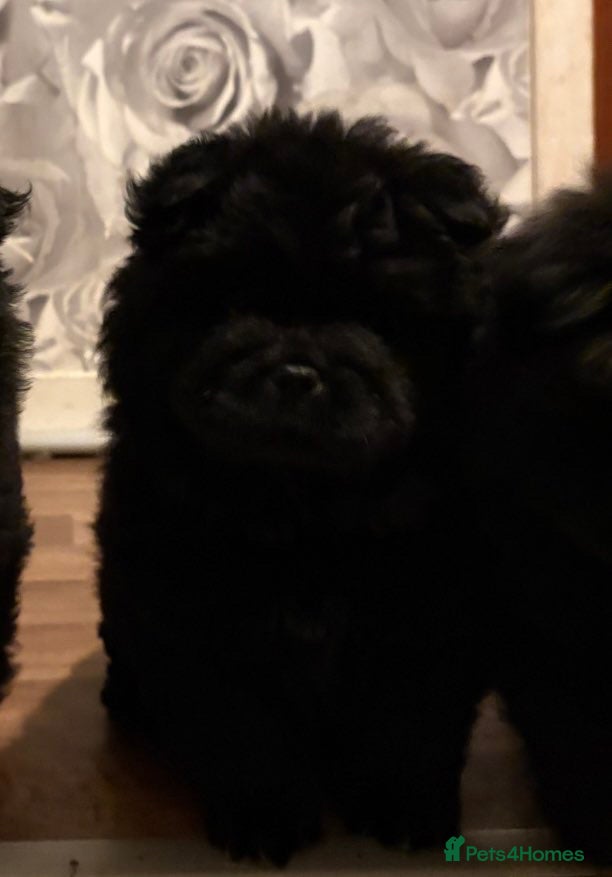 Chow Chow dogs Chow chow puppies - Advert 15