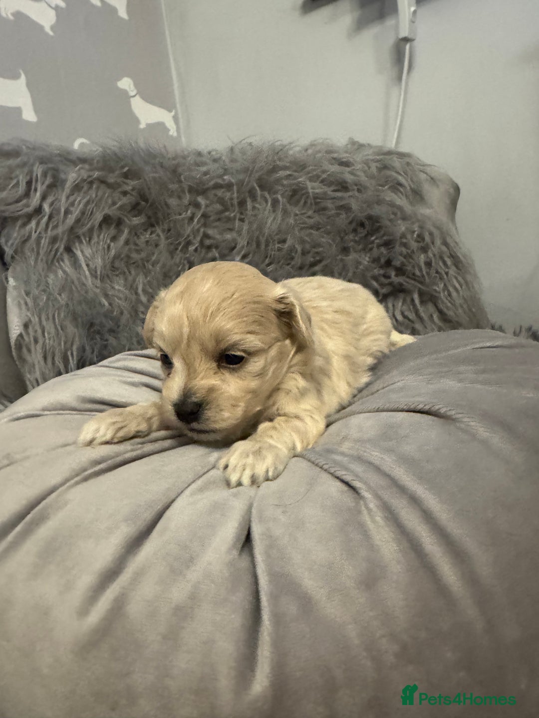 Maltipoo dogs for sale: Teddy bear maltipoo puppies  - Advert 9